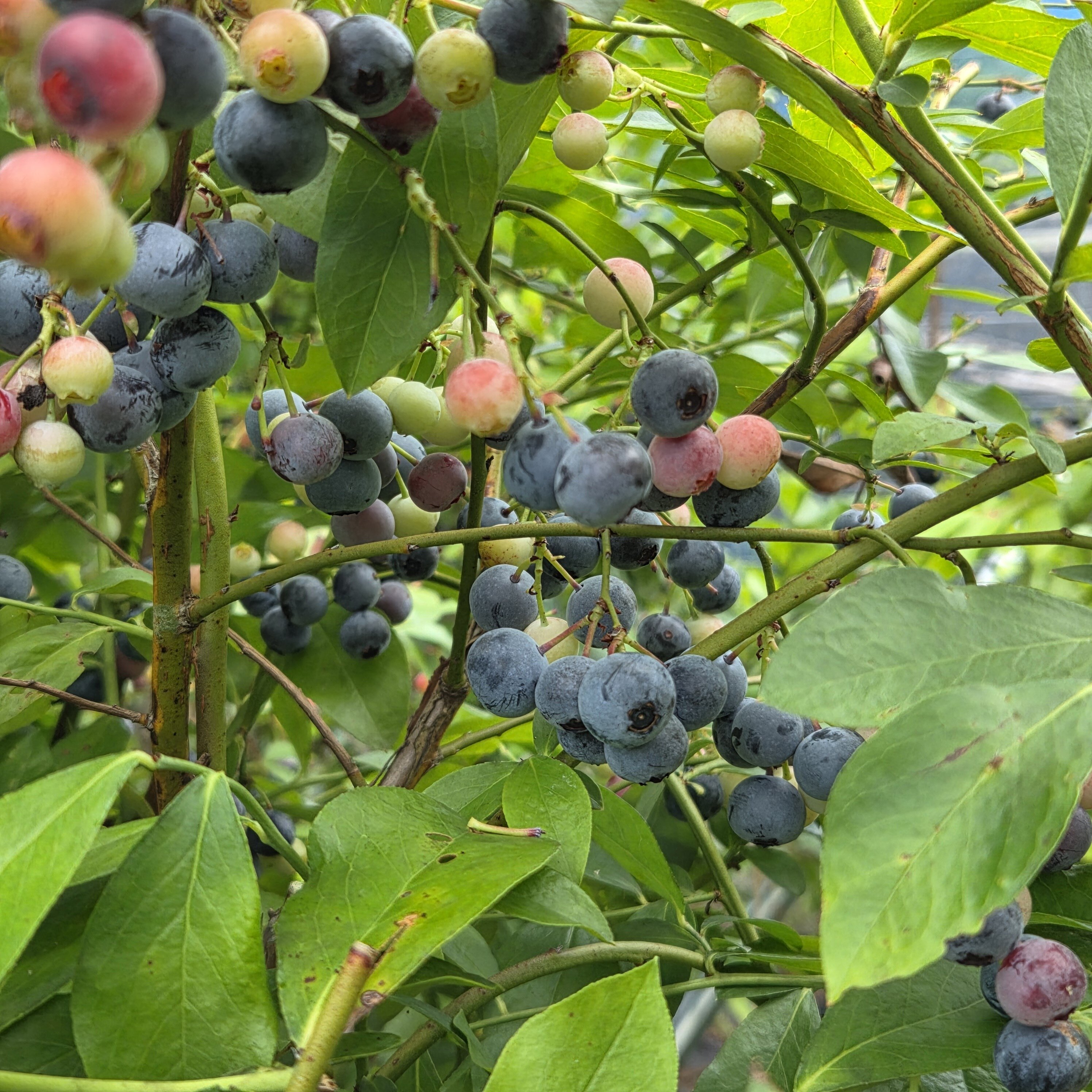 三茶屋ブルーベリー園