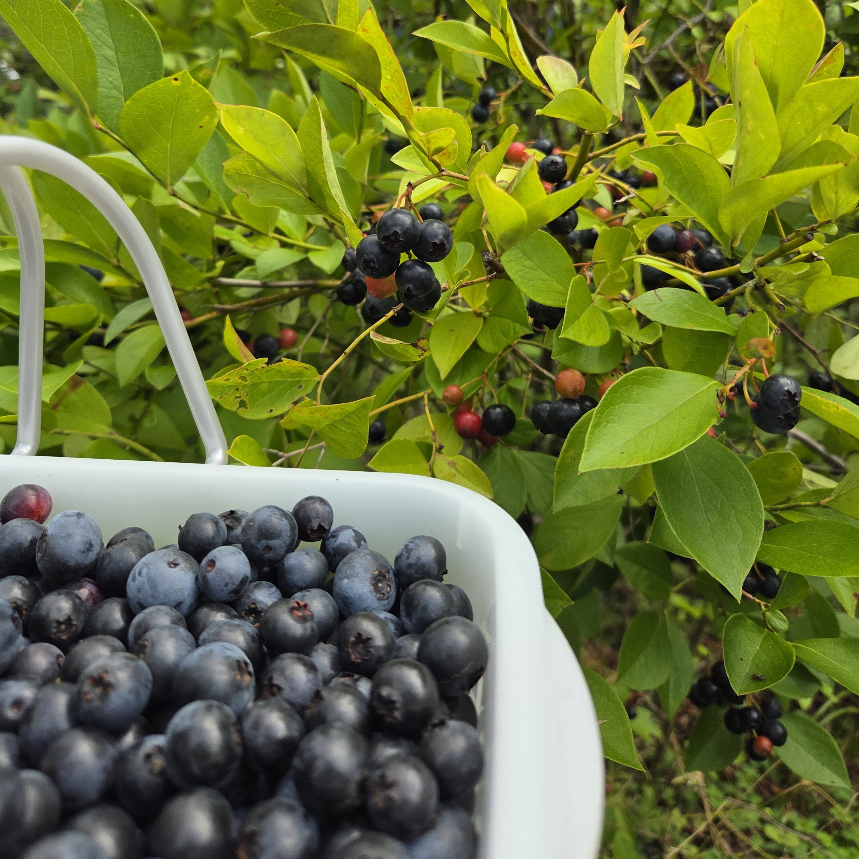三茶屋ブルーベリー園