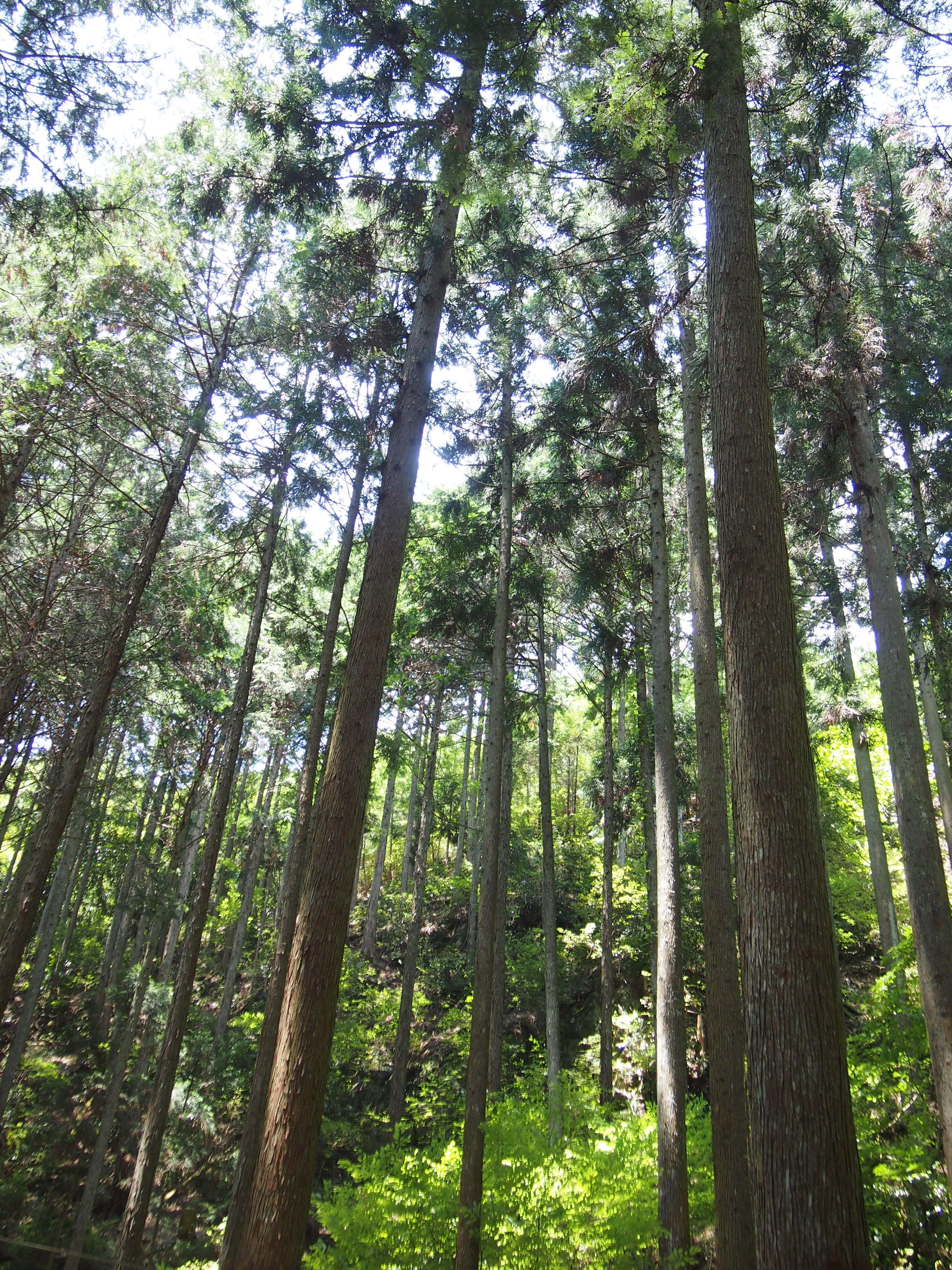 【中止となりました】悠久の風景　吉野の道『吉野町森林セラピー』神仙峡 龍門の里コース