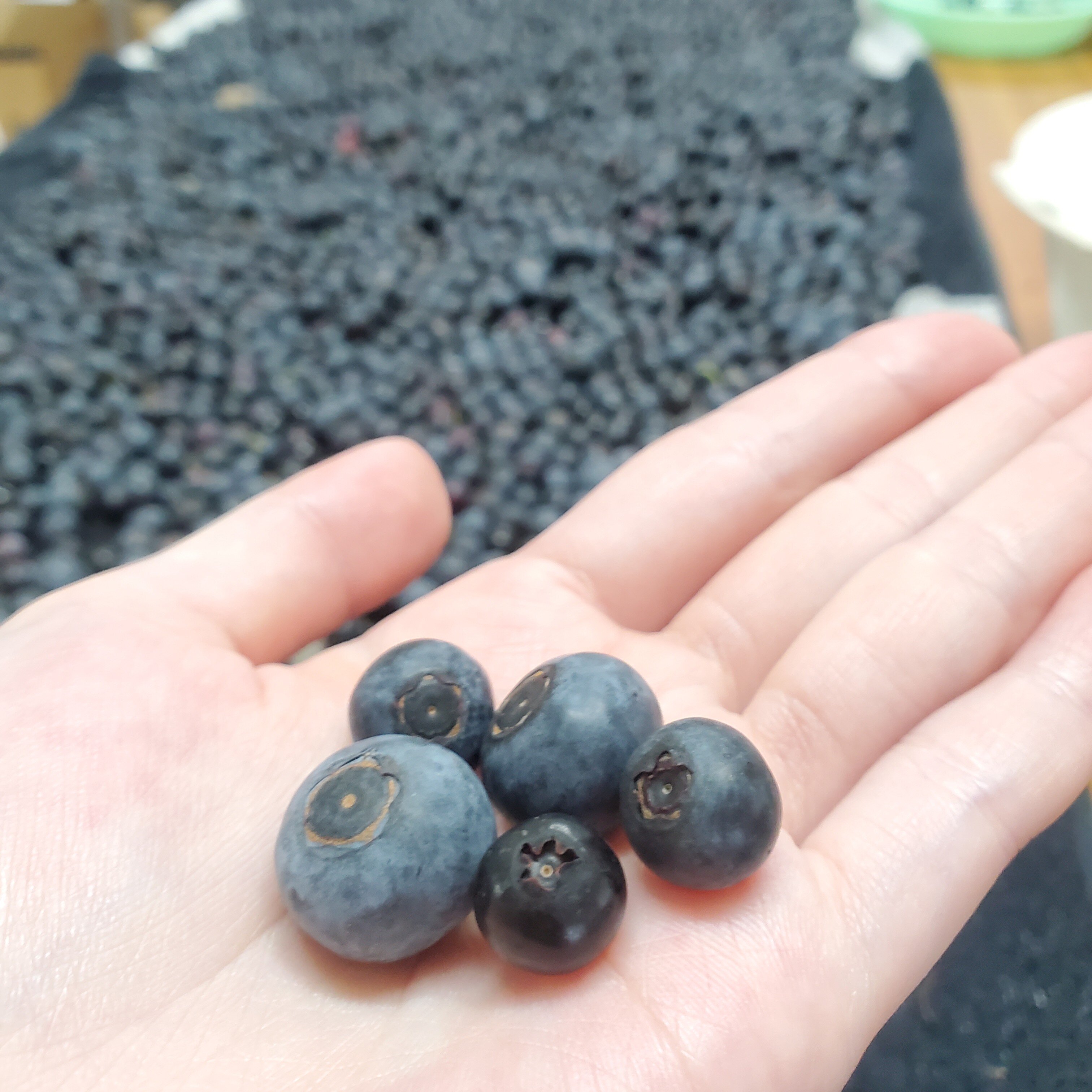 三茶屋ブルーベリー園