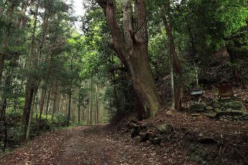 森林セラピー　神仙郷・龍門の里を歩く（約７．２km）